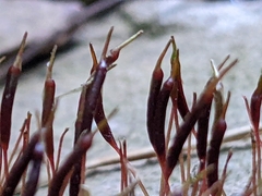 Atrichum undulatum