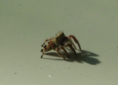 Phidippus pacosauritus