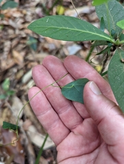 Echinostephia aculeata