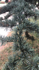 Cedrus atlantica