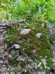 Atrichum undulatum