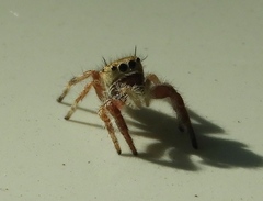 Phidippus pacosauritus
