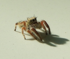Phidippus pacosauritus