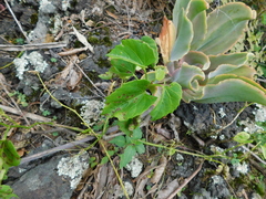Cissus verticillata