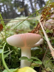 Russula silvicola