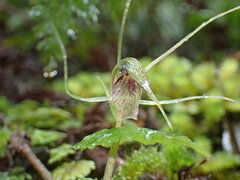 Corybas acuminatus