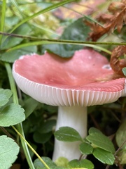 Russula silvicola