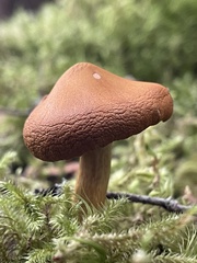 Cortinarius semisanguineus