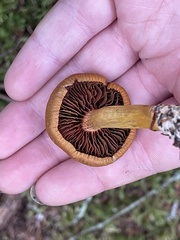 Cortinarius semisanguineus