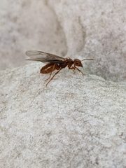 Lasius interjectus