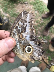 Caligo idomeneus