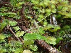 Corybas acuminatus
