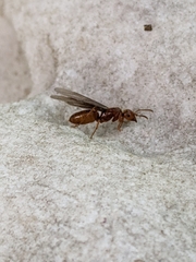 Lasius interjectus