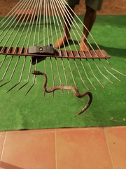 Malpolon monspessulanus