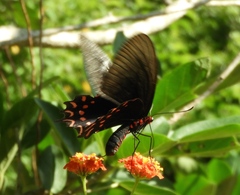 Parides photinus