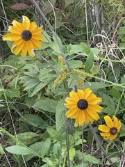 Rudbeckia fulgida