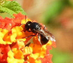 Ceratina