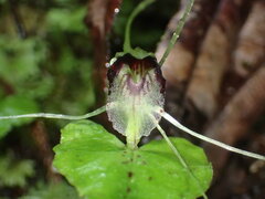 Corybas acuminatus