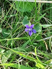 Viola riviniana
