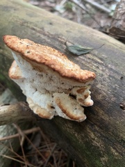 Climacocystis borealis