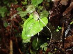 Corybas acuminatus