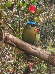 Momotus aequatorialis