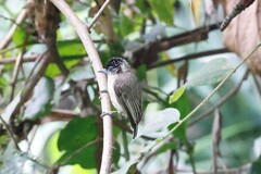 Picumnus granadensis