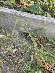 Setaria verticillata