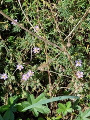 Spergularia rupicola