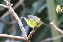 Todirostrum cinereum