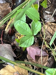 Rubus hispidus