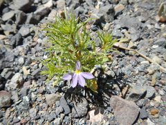 Cyphocarpus rigescens