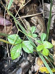 Rubus hispidus