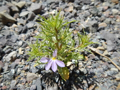 Cyphocarpus rigescens