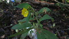 Ludwigia leptocarpa
