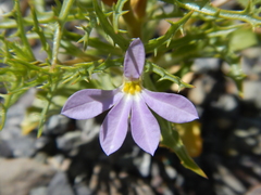 Cyphocarpus rigescens