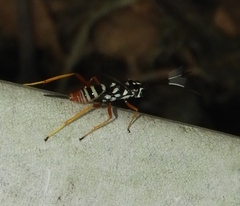 Cryptinae