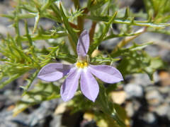 Cyphocarpus rigescens