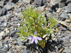 Cyphocarpus rigescens