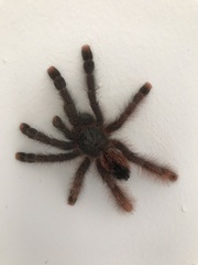 Avicularia avicularia