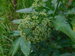 Arracacia tolucensis