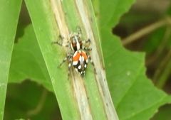 Nycerella delecta