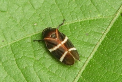 Aeneolamia albofasciata