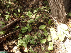 Anemopsis californica