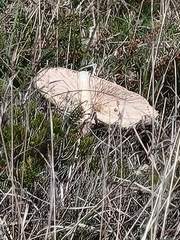 Macrolepiota procera