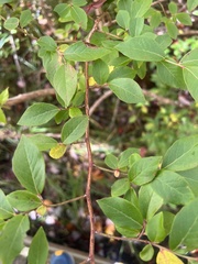 Vaccinium corymbosum