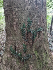 Dendrobium linguiforme
