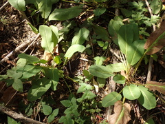 Anemopsis californica