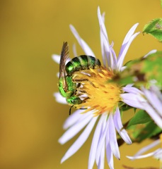 Agapostemon sericeus