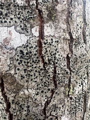 Mycoblastus sanguinarius